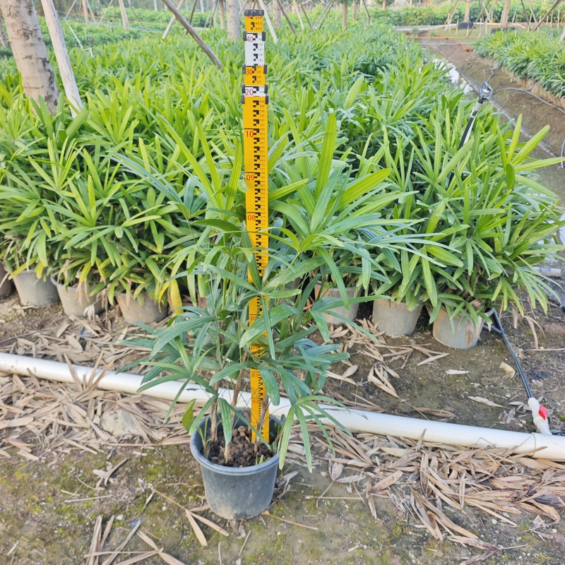 2512苗圃批发供应大叶棕竹盆栽绿植20-150cm