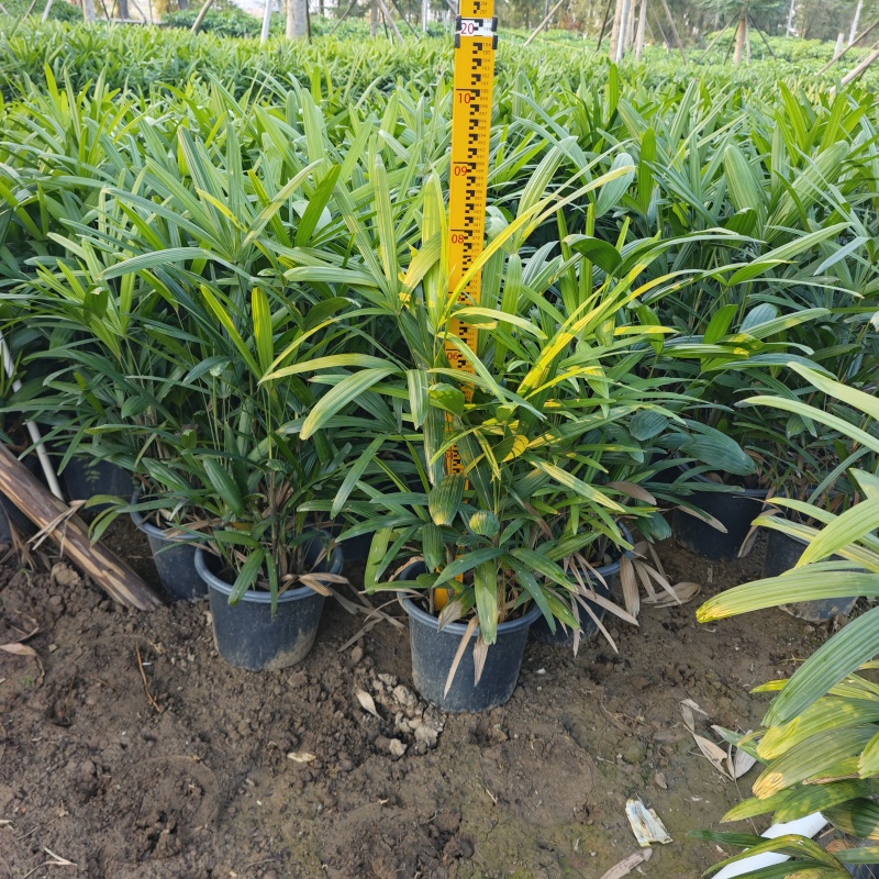 2512苗圃批发供应大叶棕竹盆栽绿植20-150cm