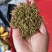 安龙金银花，花蕾，无硫，太阳哂干，颜色好，货量冲足