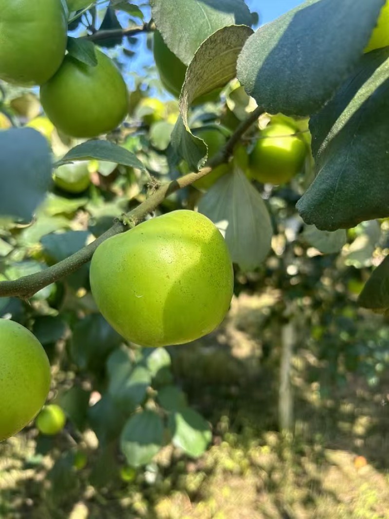 西双版纳苹果枣