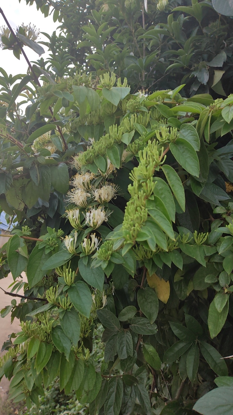 贵州安龙金银花花蕾净籽无硫，长期有货供应，量大价钱可优惠