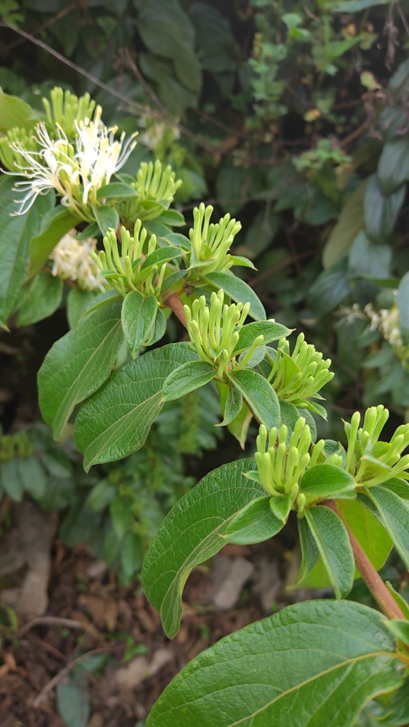 贵州安龙金银花花蕾净籽无硫，长期有货供应，量大价钱可优惠