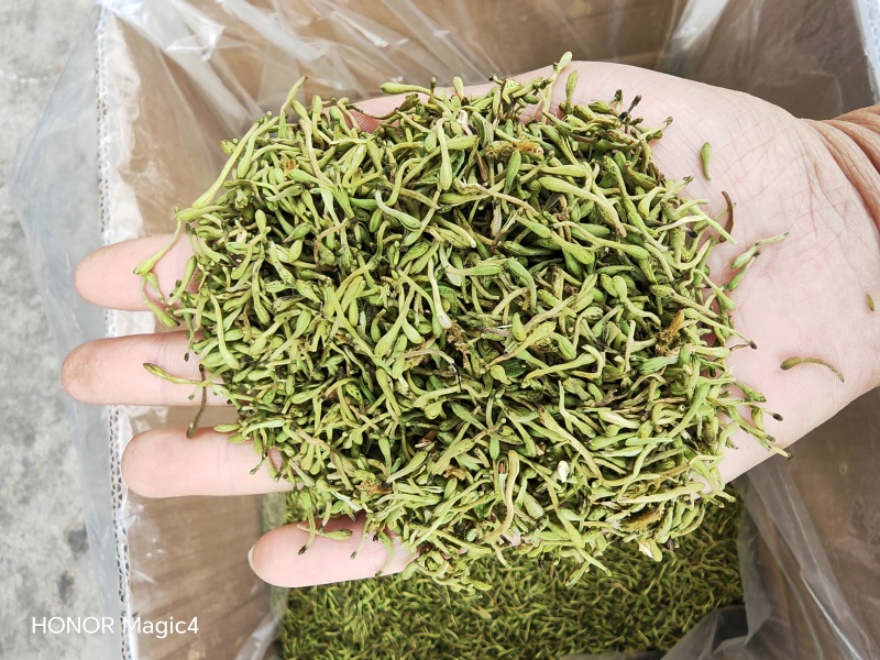 贵州安龙金银花花蕾净籽无硫，长期有货供应，量大价钱可优惠
