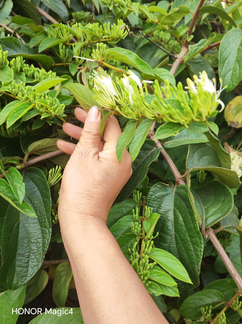 贵州安龙金银花花蕾净籽无硫，长期有货供应，量大价钱可优惠