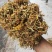 贵州安龙金银花花蕾净籽无硫，长期有货供应，量大价钱可优惠