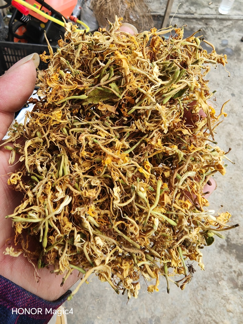 贵州安龙野生金银花，百分之七八十开花，晒花，无硫