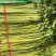 大量出售芹菜长年货
