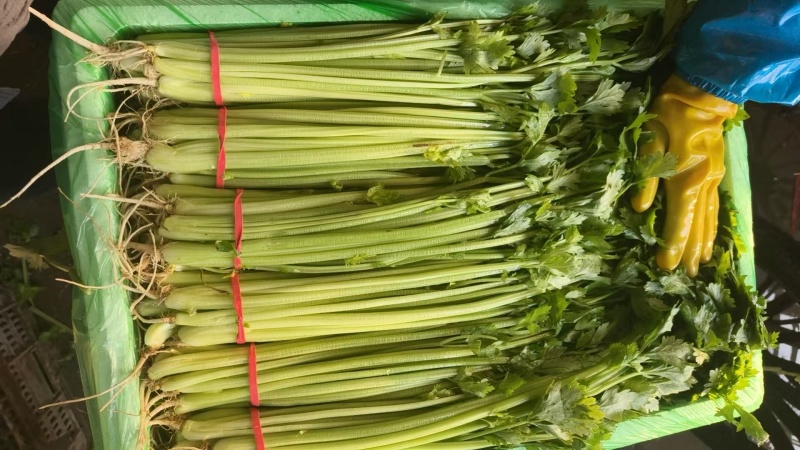 大量出售芹菜长年货