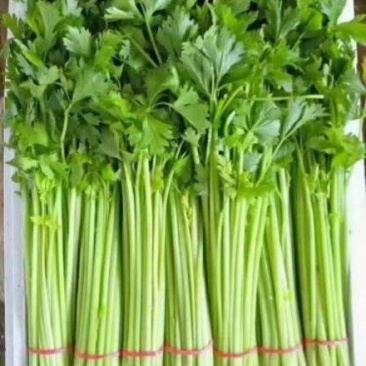 大量出售芹菜长年货