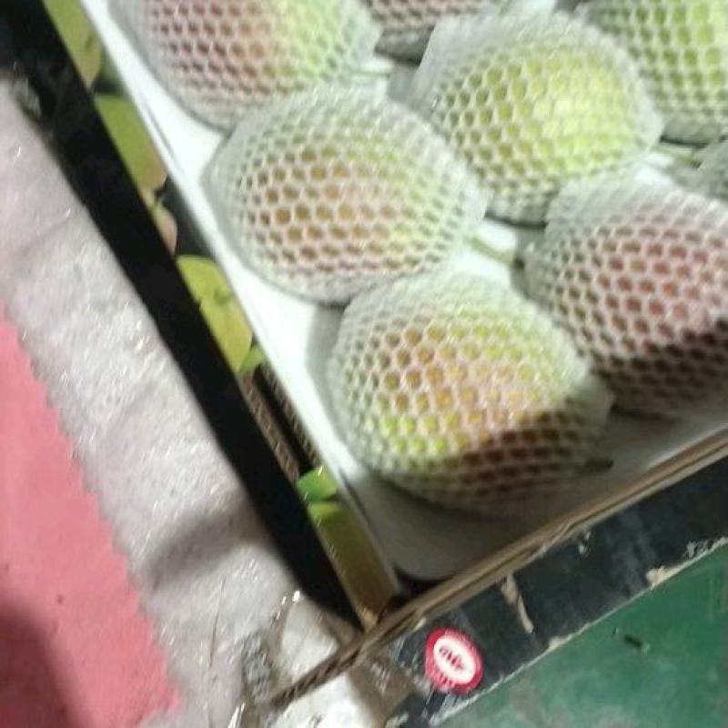 红香酥梨出库中