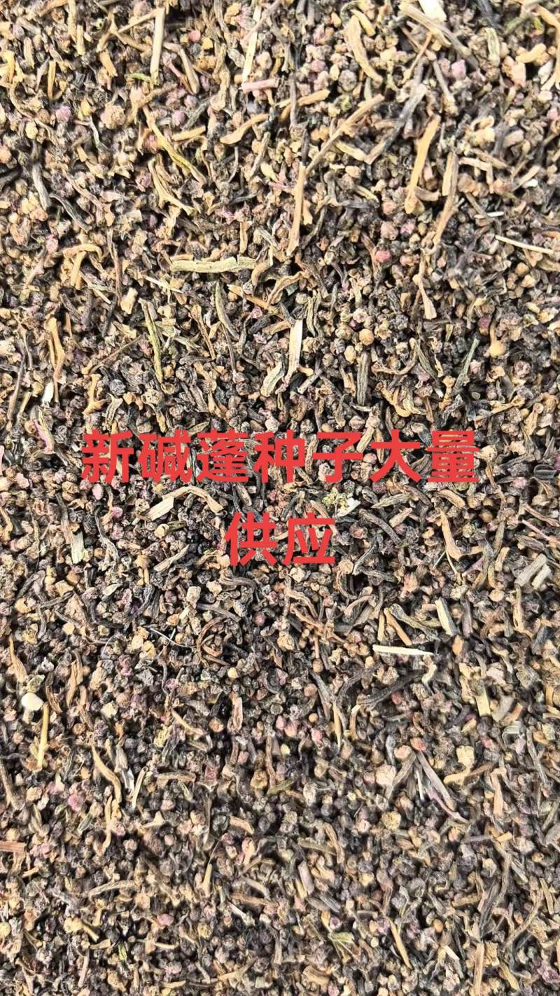 碱蓬种子/山东滨州产区直发/大量现货/欢迎电联