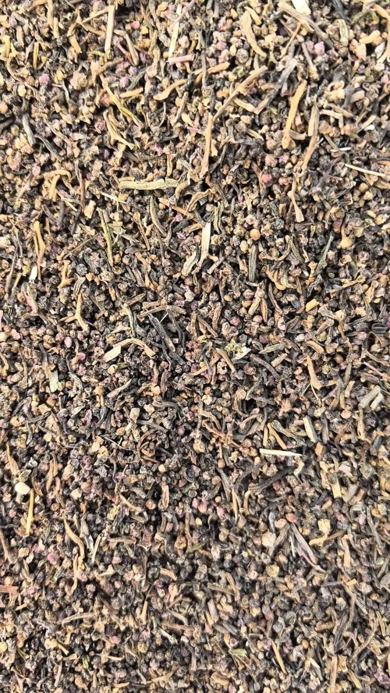 碱蓬种子/山东滨州产区直发/大量现货/欢迎电联
