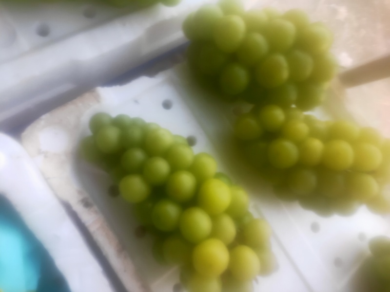 阳光攻瑰葡萄热卖中