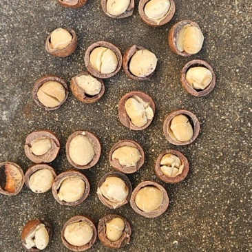 夏威夷果