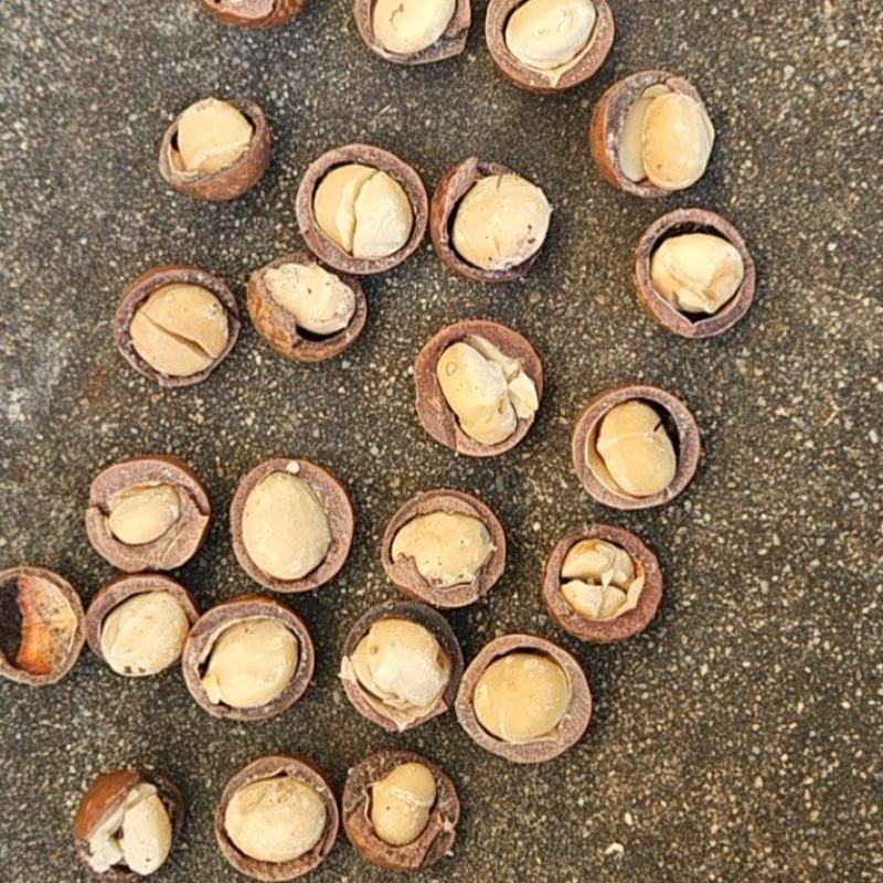 夏威夷果