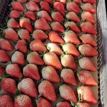 奶油草莓