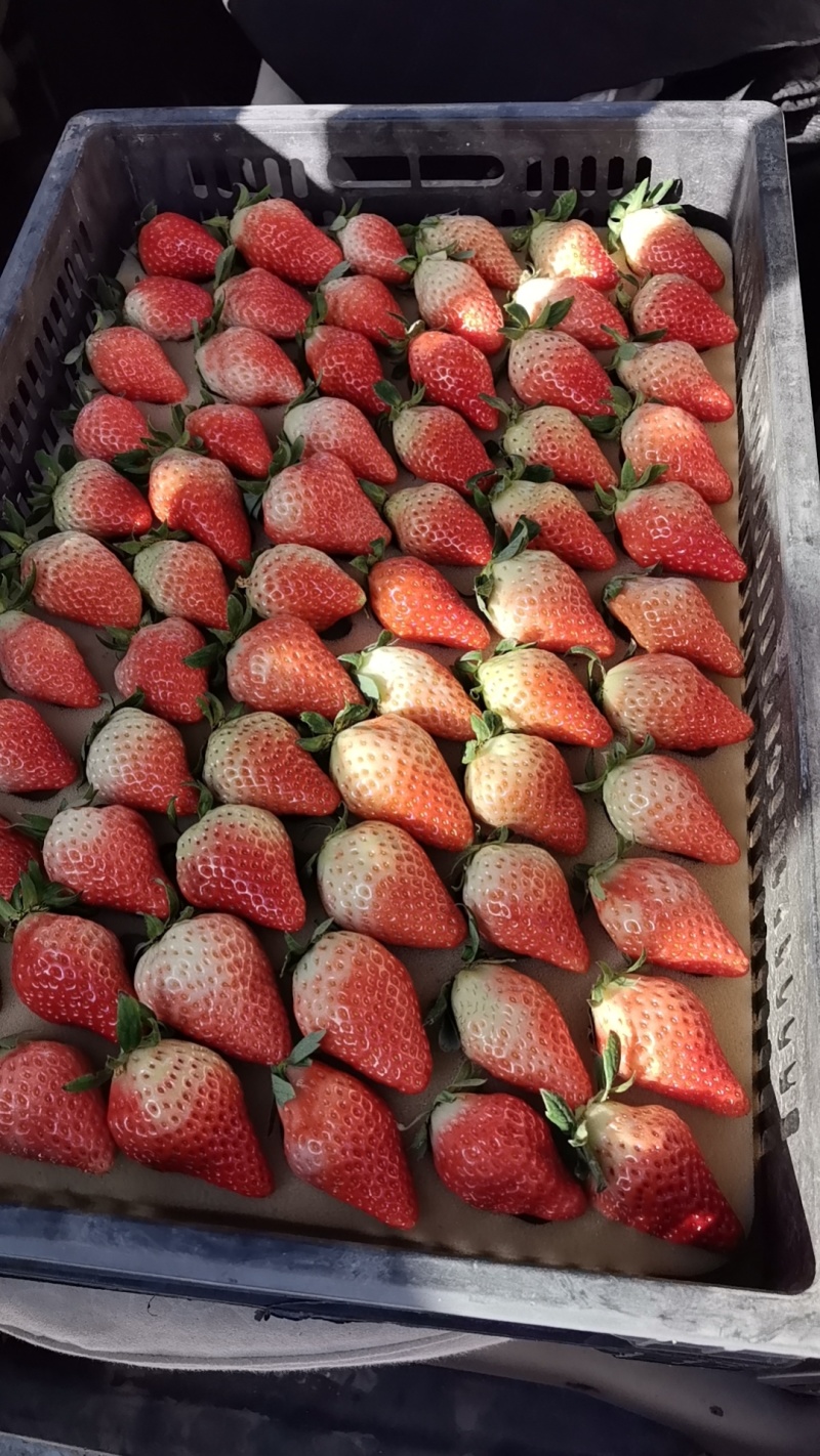奶油草莓