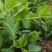 荣县豌豆尖蔬菜代办