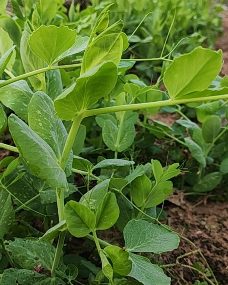 荣县豌豆尖蔬菜代办