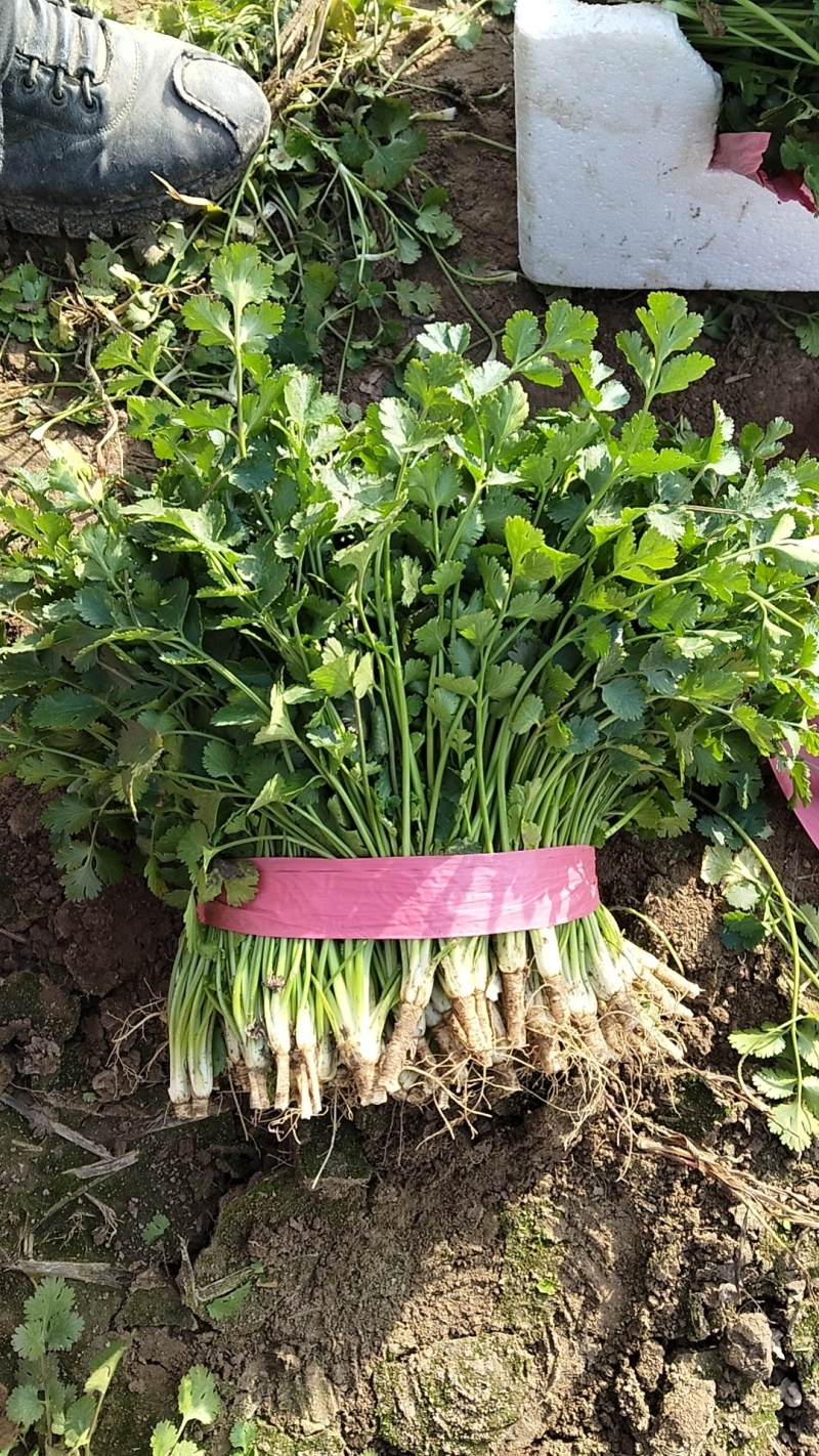 香菜