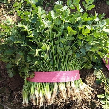 香菜