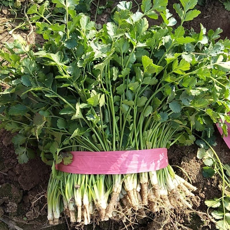 香菜
