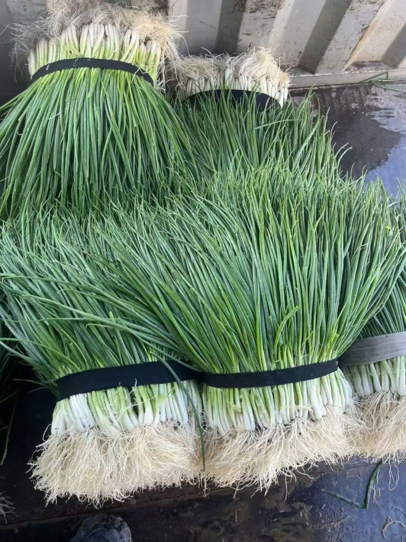 小香葱通货