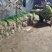 小香葱通货