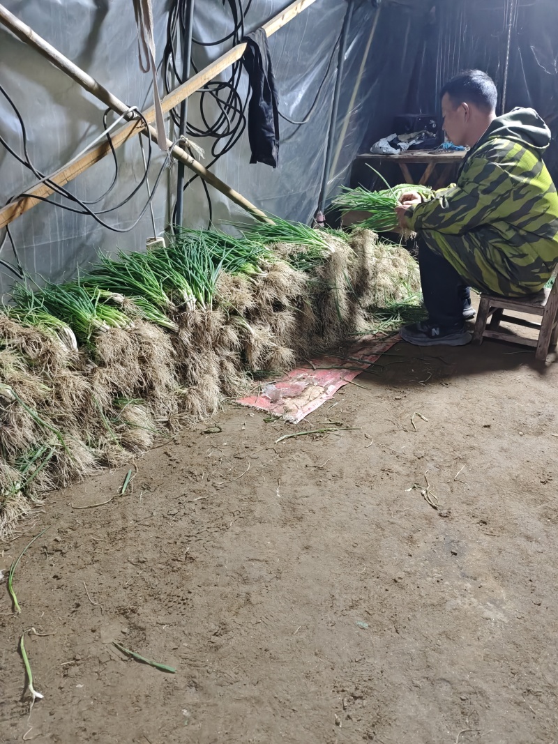 小香葱通货