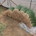 小香葱通货