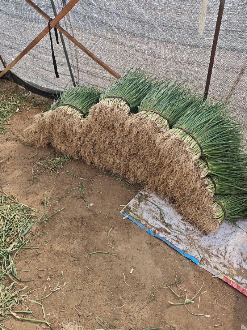 小香葱通货