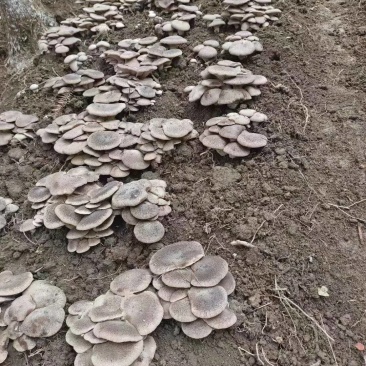 石林高海拔林下半野生虎掌菌