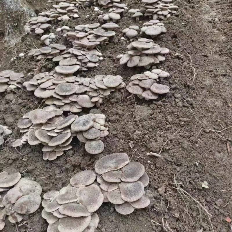 石林高海拔林下半野生虎掌菌