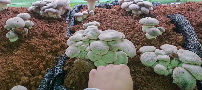 石林高海拔林下半野生虎掌菌