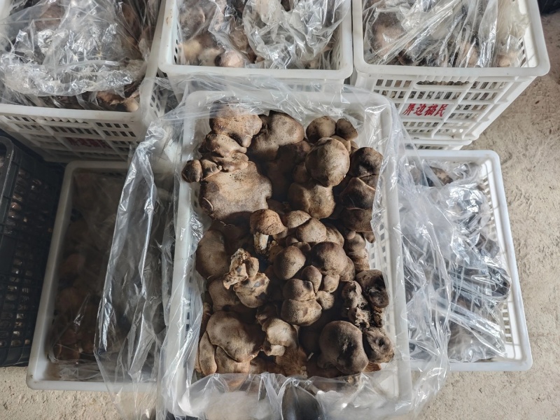 石林高海拔林下半野生虎掌菌