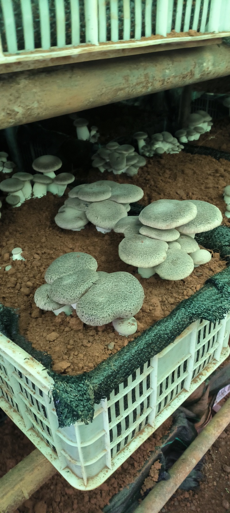石林高海拔林下半野生虎掌菌