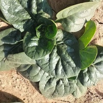 【热卖】山东精品趴地菠菜百亩基地现挖现发量大从优