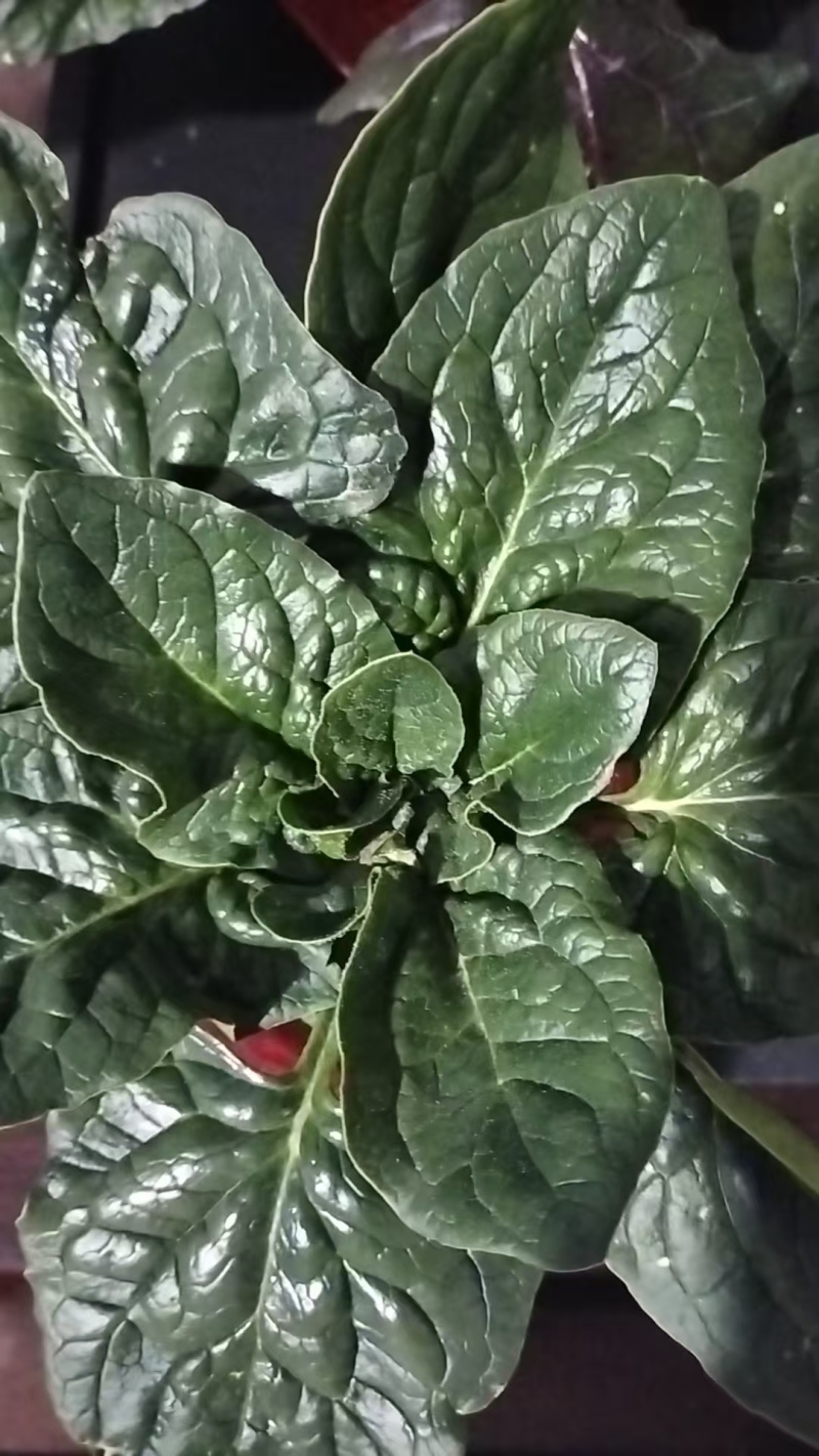 【热卖】山东精品趴地菠菜百亩基地现挖现发量大从优