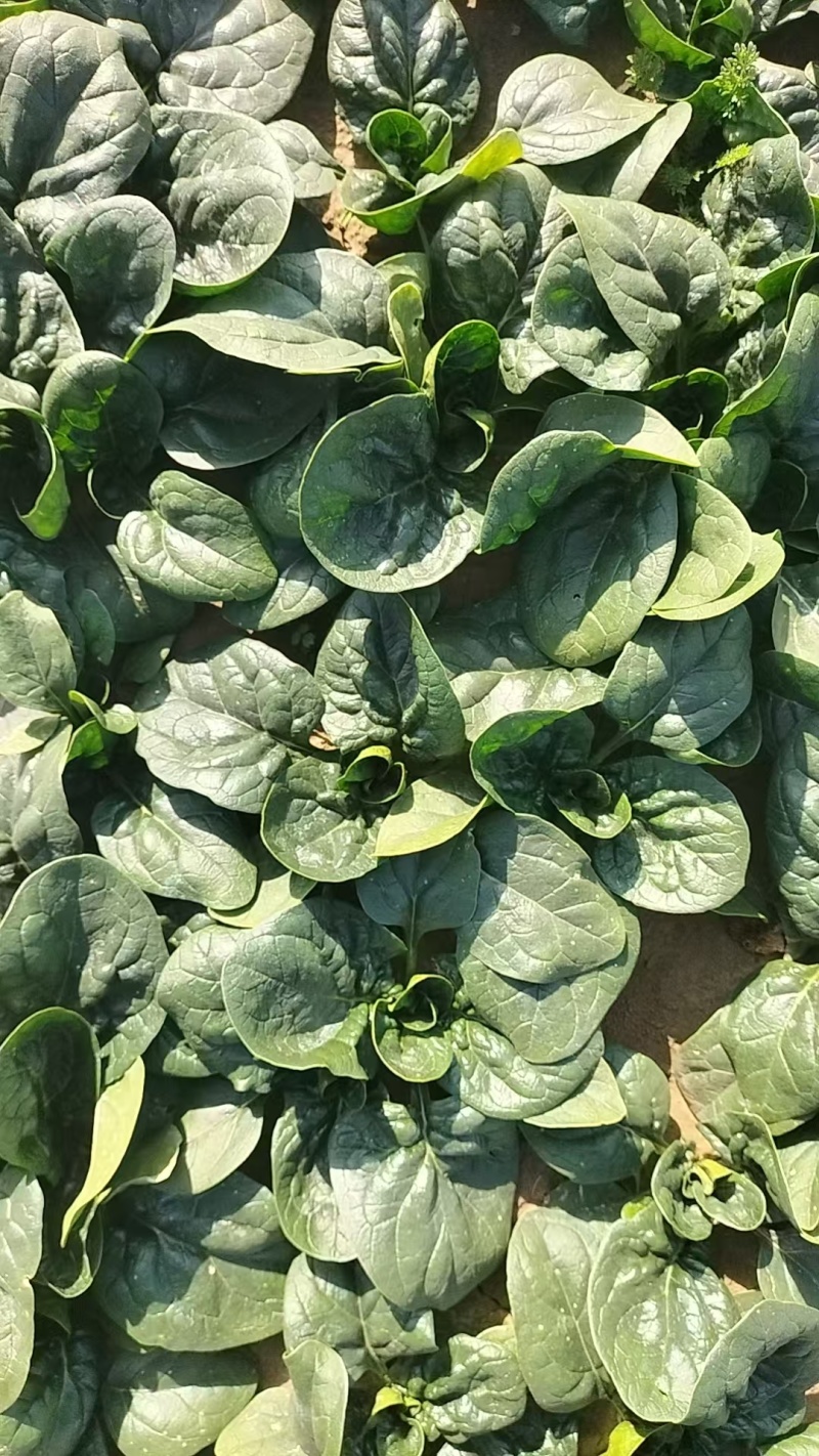 【热卖】山东精品趴地菠菜百亩基地现挖现发量大从优