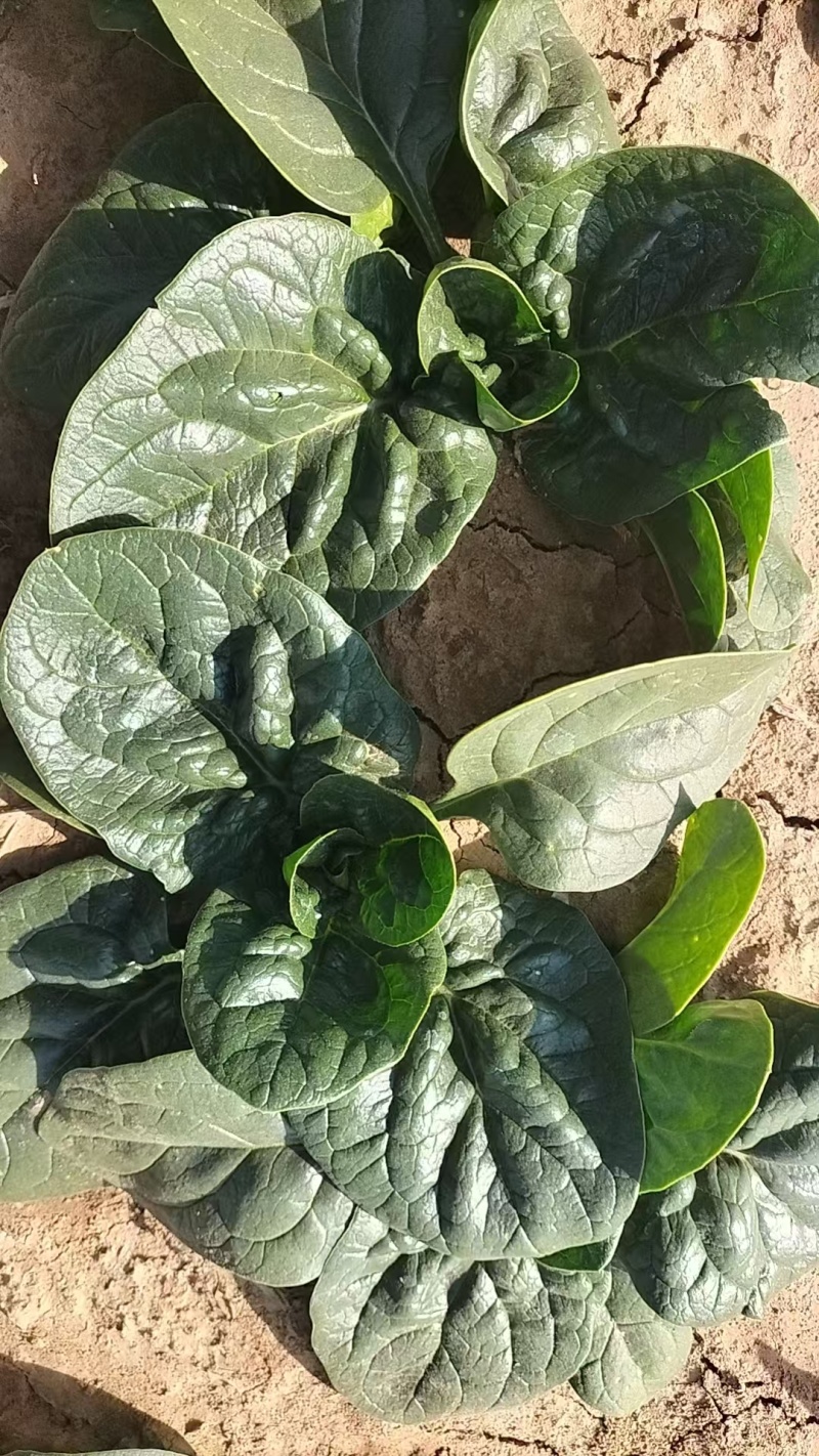 【热卖】山东精品趴地菠菜百亩基地现挖现发量大从优