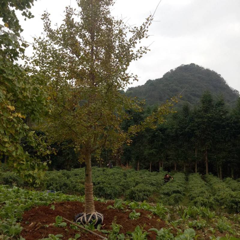 银杏树八月桂