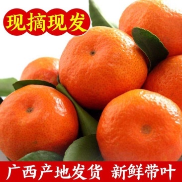 正宗广西沙糖桔新鲜带叶现摘现发颗颗精选全国发货