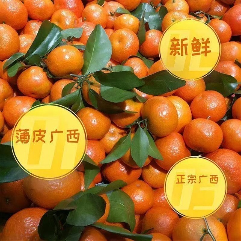 正宗广西沙糖桔新鲜带叶现摘现发颗颗精选全国发货