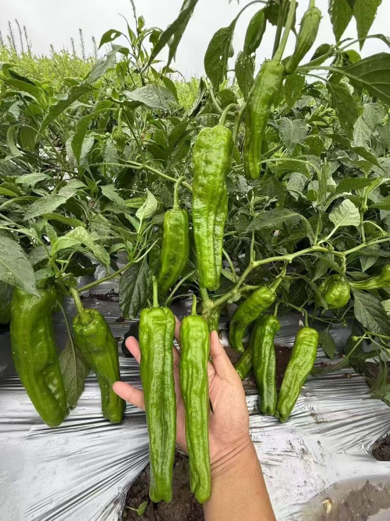 鼎脆辣椒种子早熟果更长皮薄有皱耐高温耐低温果型上下一致