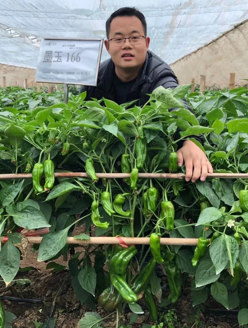 鼎脆辣椒种子早熟果更长皮薄有皱耐高温耐低温果型上下一致