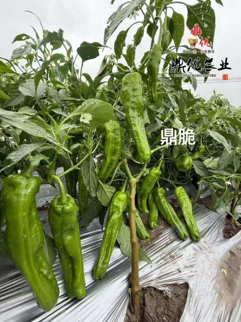 鼎脆辣椒种子早熟果更长皮薄有皱耐高温耐低温果型上下一致