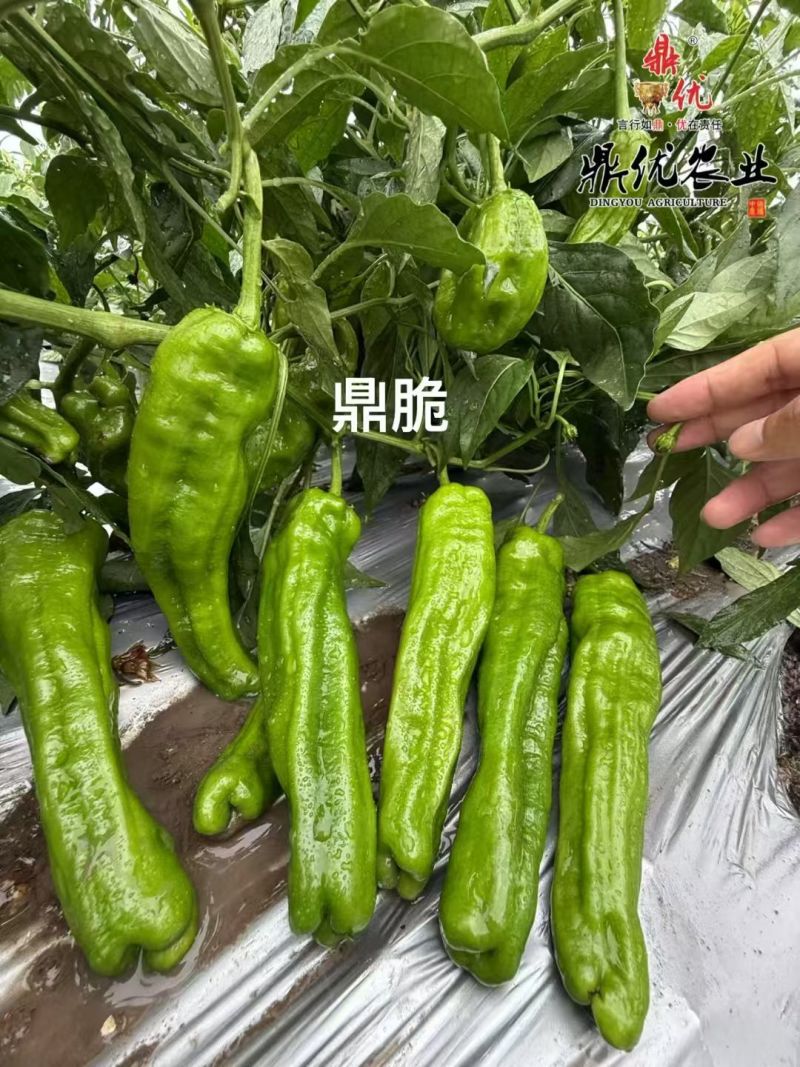 鼎脆辣椒种子早熟果更长皮薄有皱耐高温耐低温果型上下一致