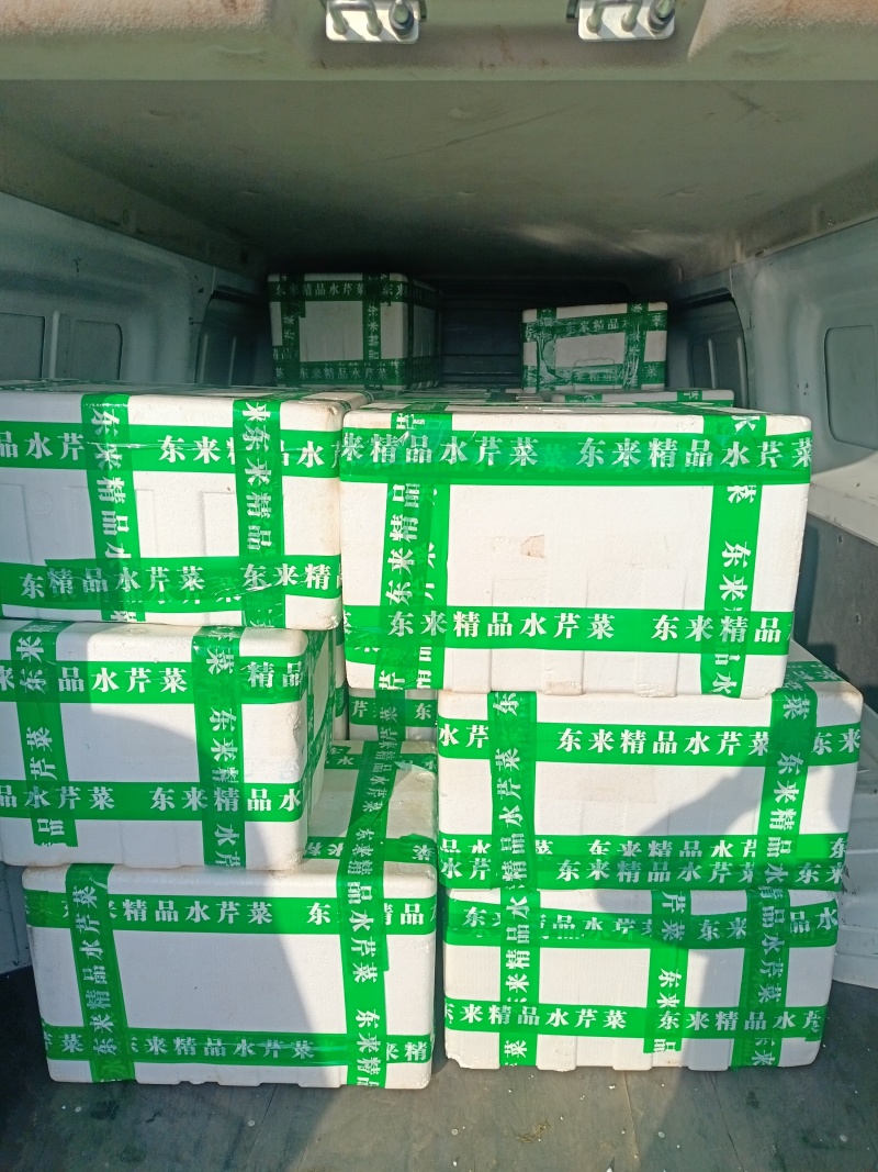 叶菜类/芹菜/水芹/江苏宿迁产地直供对接批发代收代卖