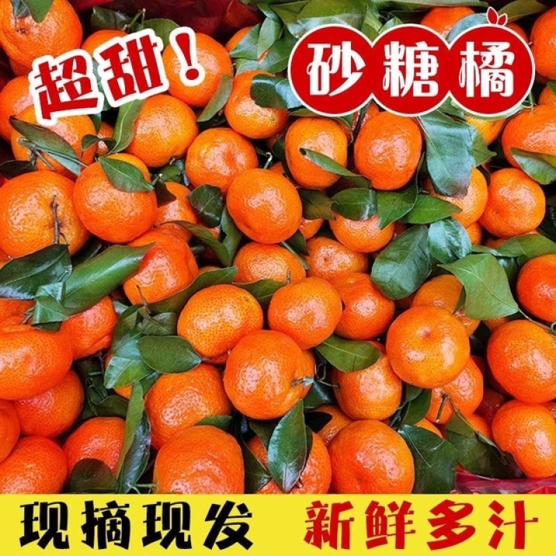 沙糖桔新鲜上市现摘现发大量上市对接市场档口
