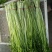 叶菜类/芹菜/水芹/江苏宿迁产地直供对接批发代收代卖
